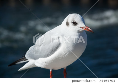 Close-Up of a Seagull 25464703