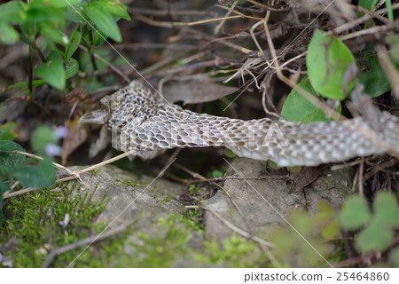 Snake's shell 25464860