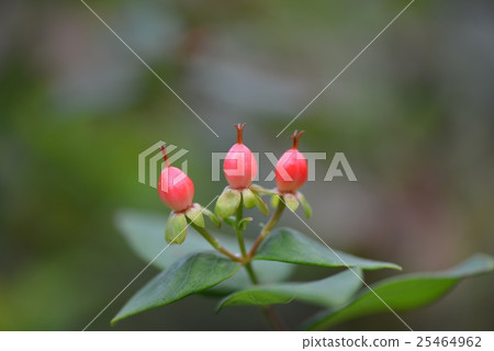 蜘蛛網的果實 25464962