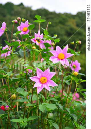 Kawanishi City Kurokawa's Dahliaen Emperor Dalia 25465521