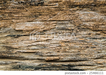 Bark wood rough texture Bark wood rough texture 25466111