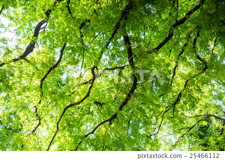 tamarind tree branch tracery spread 25466112