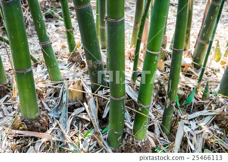 Bamboo shoot trunk leaf dry in garden Bamboo shoot trunk leaf dry in garden 25466113