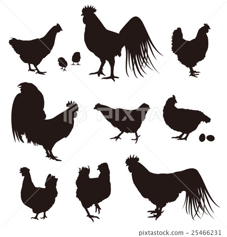 vector, vectors, chicken 25466231