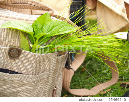 wild flower-Southern in Viet Nam wild flower-Southern in Viet Nam 25466240