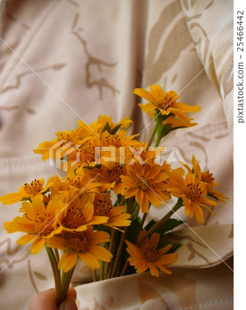 wild flower-Southern in Viet Nam 25466442