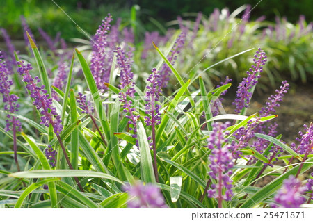 Yaburan in full bloom 25471871