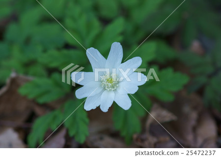 Kikuzu Ikka Kikuzakiichi flower language is "quiet eyes" Kikuzu Ikka Kikuzakiichi flower language is "quiet eyes" 25472237