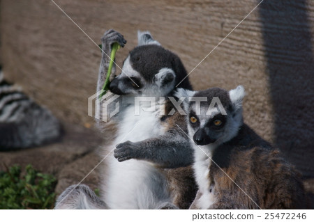 Rokuo fox monkey worm lemur 25472246