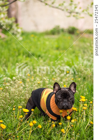Little French Bulldog Dog in sweater 25472345