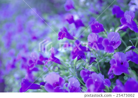 Purple Torenia's flower bed 25473002