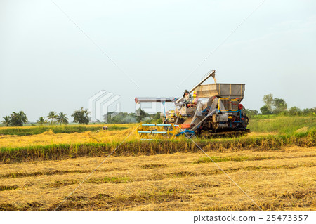 harvesters harvesting rice in gold fields harvesters harvesting rice in gold fields 25473357