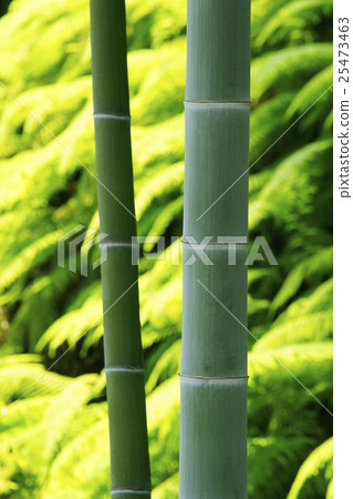 bamboo	 25473463