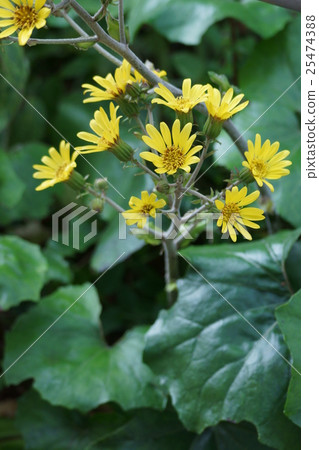 Ishigata tsuwaki flower language is "Love love you" 25474388