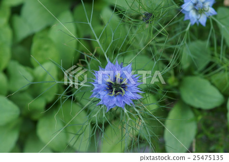 Black species grass Kurogane So Fuwa說“讓我們在夢中相遇” 25475135