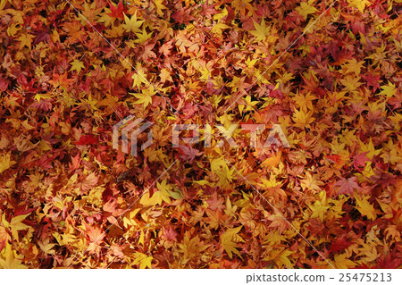 red maple leafs on earth 25475213