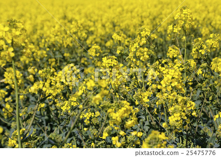 Yellow flowers winter cress Yellow flowers winter cress 25475776