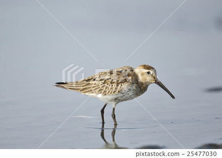 Hamasigi (Hama Ko) 25477030