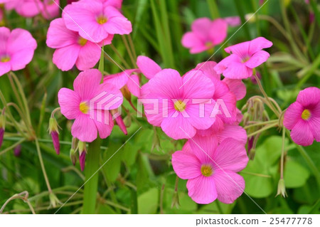 Hanakatabami 25477778