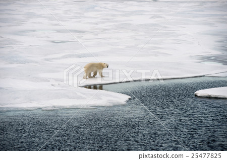 Polar bear walking on sea ice Polar bear walking on sea ice 25477825