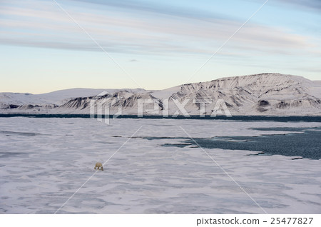 Polar bear walking on sea ice 25477827