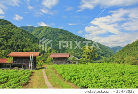 Seed Hida Seed Hida 25478022