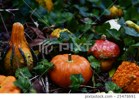 pumpkins in the garden pumpkins in the garden 25478691