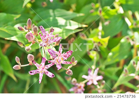 Hototogisu flower 25478736