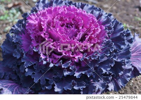 葉牡丹花語言是“祝福”季節詞語是新年 葉牡丹花語言是“祝福”季節詞語是新年 25479844