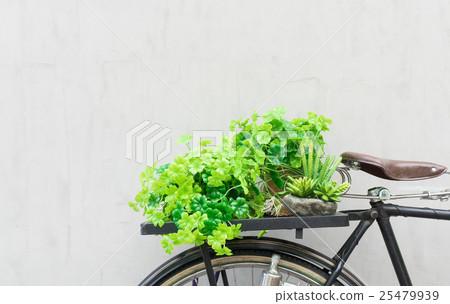 Green plant on the back seat bicycle on gray wall 25479939