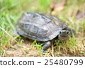 Turtle Turtle 25480799