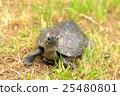 Turtle Turtle 25480801