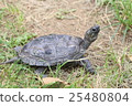 Turtle Turtle 25480804