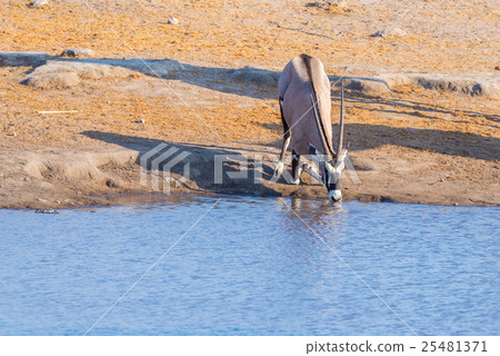 Oryx kneeling and drinking from waterhole Oryx kneeling and drinking from waterhole 25481371