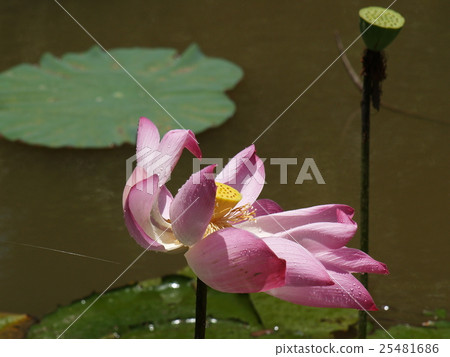 Lotus flower and   plants 25481686
