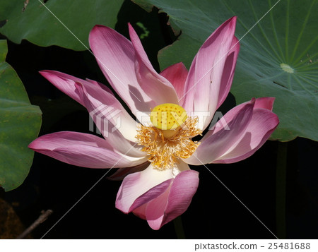 Lotus flower and plants Lotus flower and plants 25481688