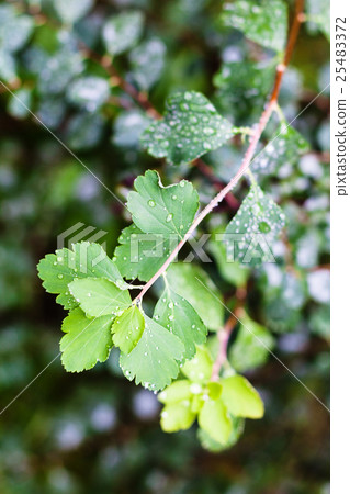 rain drops on green leaves of hawthorn shrub rain drops on green leaves of hawthorn shrub 25483372