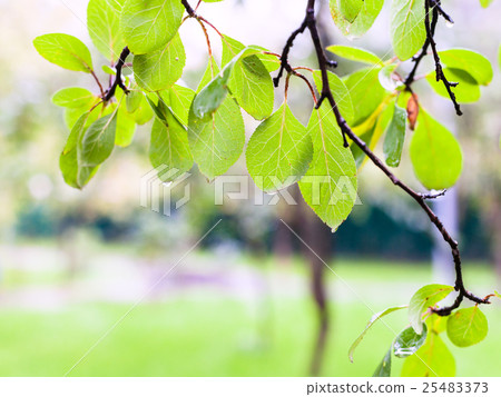rain drops on leaves of plum tree in city park rain drops on leaves of plum tree in city park 25483373