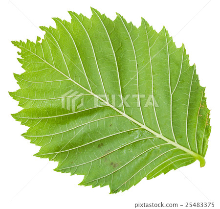 back side of green leaf of Elm tree isolated back side of green leaf of Elm tree isolated 25483375