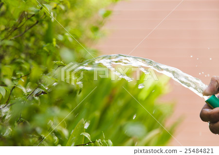 Watering plants 25484821