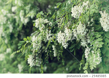 White acacia flowers White acacia flowers 25485085