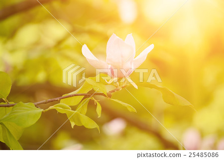 Magnolia spring flowers Magnolia spring flowers 25485086