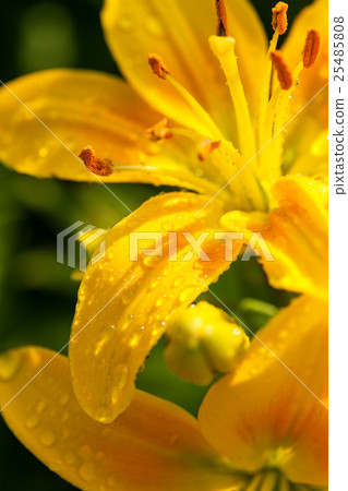Beautiful lily flower macro shot Beautiful lily flower macro shot 25485808