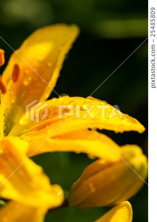 Beautiful lily flower macro shot Beautiful lily flower macro shot 25485809