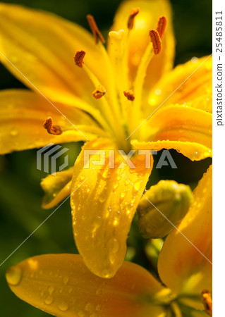 Beautiful lily flower macro shot Beautiful lily flower macro shot 25485811