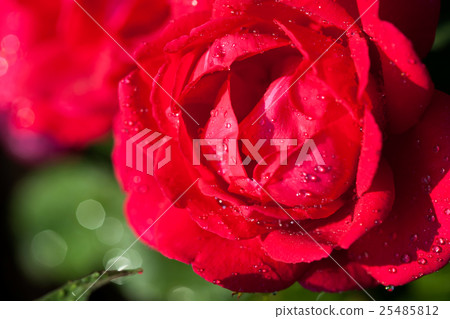 Beautiful rose flower closeup Beautiful rose flower closeup 25485812