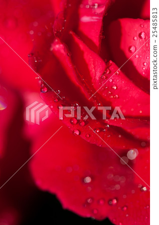 Beautiful rose flower macro shot Beautiful rose flower macro shot 25485813