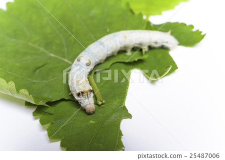 Observation of silkworm 25487006