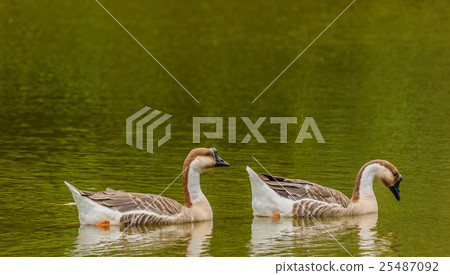 Grey Goose swimming in a large pond. Grey Goose swimming in a large pond. 25487092