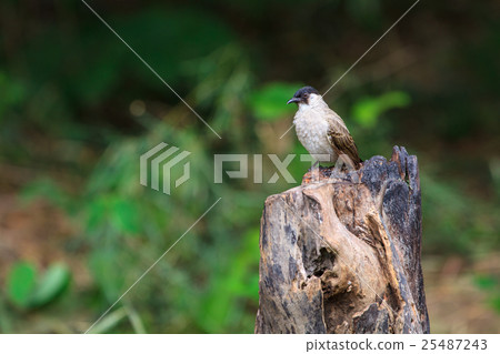 Beautiful bird Sooty headed Bulbul 25487243